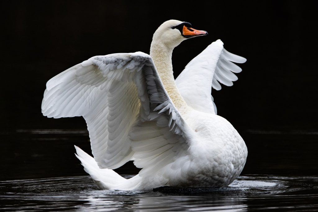 swan, bird, feathers