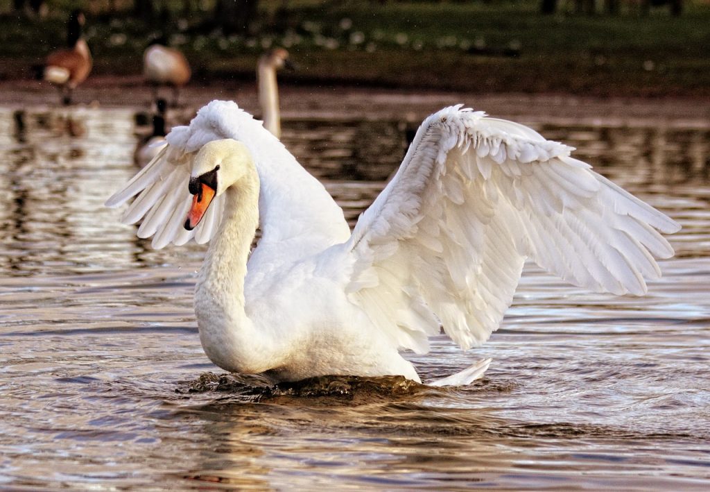 swan, bird, wings